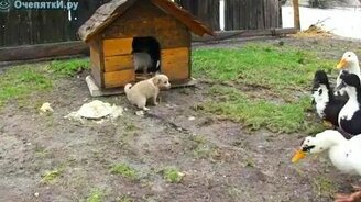 Щенок на страже еды - смотреть видео (1:08)