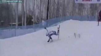 Неудачливый лыжник - смотреть видео (0:26)