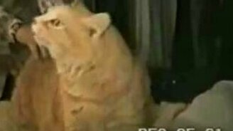 Любимые животные - смотреть видео (5:01)