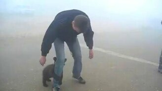 Малыш медвежонок - смотреть видео (1:06)