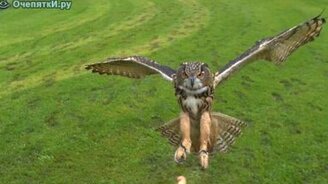 Полёт совы - смотреть видео (1:00)