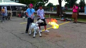 Огнедыщащий пони - смотреть видео (0:25)