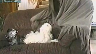 Наэлектризованная собачонка - смотреть видео (1:20)