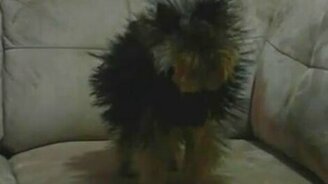 Пёс наэлектризованный - смотреть видео (0:30)