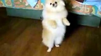 Танцующий шпиц - смотреть видео (0:32)