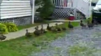 55 уток-пешеходов - смотреть видео (0:49)