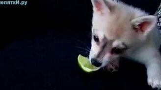 Окисленный щенок - смотреть видео (0:52)