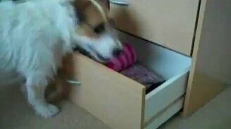 Умненькая собака - смотреть видео (4:16)