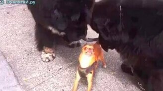 Несгибаемый чихуа-хуа - смотреть видео (0:05)