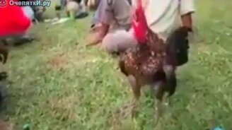 Смеющийся петух - смотреть видео (0:14)