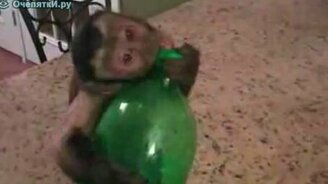 Сообразительная обезьянка - смотреть видео (3:20)