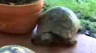 Черепашья близость - смотреть видео (1:22)