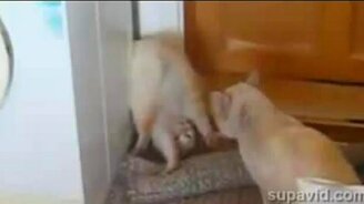 Забавные животные - смотреть видео (3:07)