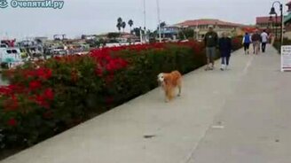 Выгуливает сам себя - смотреть видео (0:22)