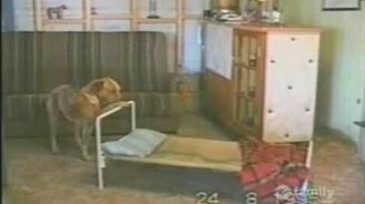 Пёс собирается спать - смотреть видео (0:17)