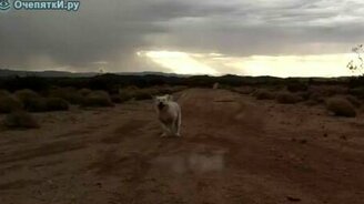 Внезапный толчок - смотреть видео (0:19)