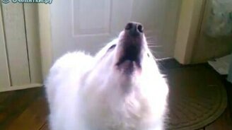 Вой-сирена - смотреть видео (1:23)