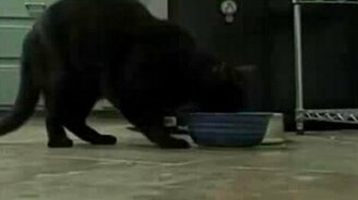 Кот ирландец - смотреть видео (0:14)