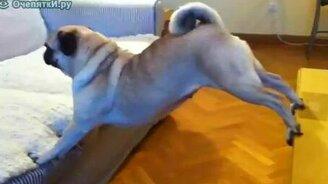 Безвыходная ситуация мопса - смотреть видео (0:30)