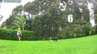 Собака-волейболистка - смотреть видео (0:44)