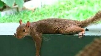 Белка охлаждается - смотреть видео (2:12)