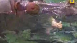 Спа для бегемота - смотреть видео (2:00)