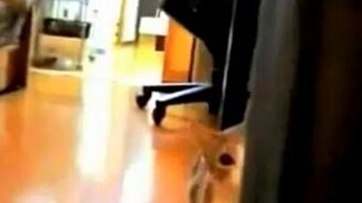 Кот-кадр! - смотреть видео (0:43)