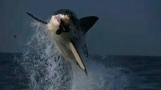 Белая акула в прыжке - смотреть видео (0:29)