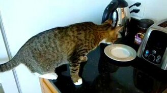 Кот и тостер - смотреть видео (0:24)