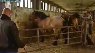 Лошадиный кульбит - смотреть видео (0:07)