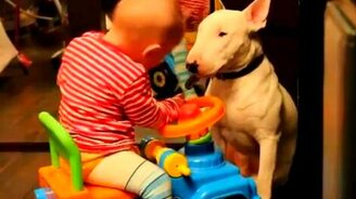 Бультерьер и малыш - смотреть видео (1:35)