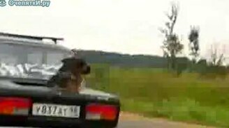 Пёс в багажнике - смотреть видео (0:18)
