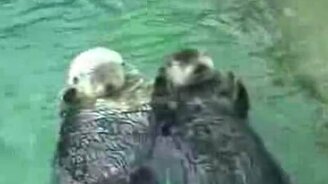 Выдры кайфуют - смотреть видео (1:41)