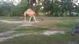 Верблюд без головы - смотреть видео (0:25)