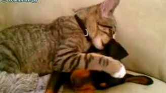 Заботливый котёнок - смотреть видео (0:51)