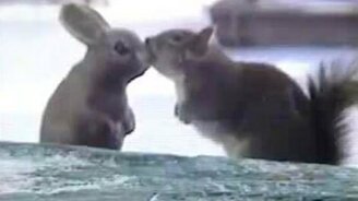 Белочка исследует зайку - смотреть видео (0:15)