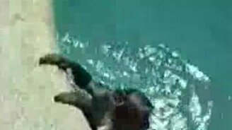 Ныряющая обезьянка - смотреть видео (0:23)