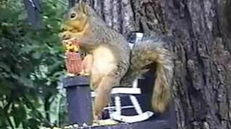 Белка за трапезой - смотреть видео (0:15)