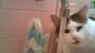 Умный кот и кран - смотреть видео (0:56)