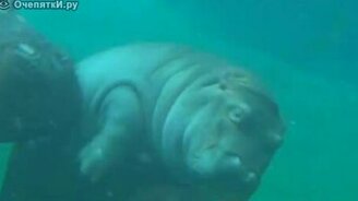 Игривный бегемотик - смотреть видео (0:30)