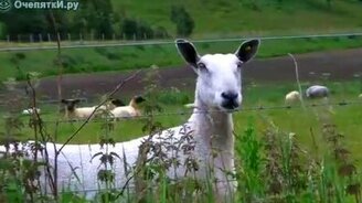 Содержательная беседа - смотреть видео (0:43)