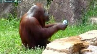 Лучшие пародисты человека - смотреть видео (2:21)