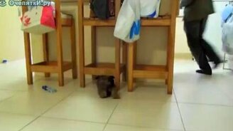 Догнать хозяина - смотреть видео (0:55)