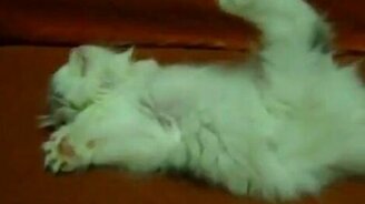 Котёнок-космонавт - смотреть видео (0:28)