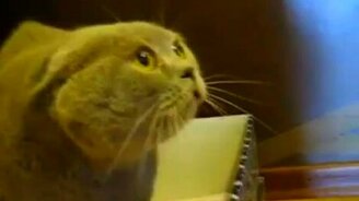 Говорящий кот-демон - смотреть видео (0:39)