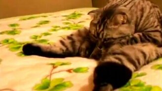 Котяра в печали - смотреть видео (1:22)