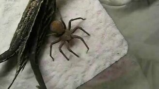 Паук прячется - смотреть видео (0:46)