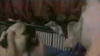 Дуй в мопса - смотреть видео (0:43)