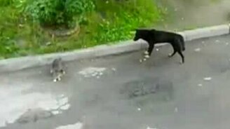 Кот привидение - смотреть видео (0:13)