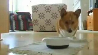 Ритуальный  пёсик - смотреть видео (2:13)